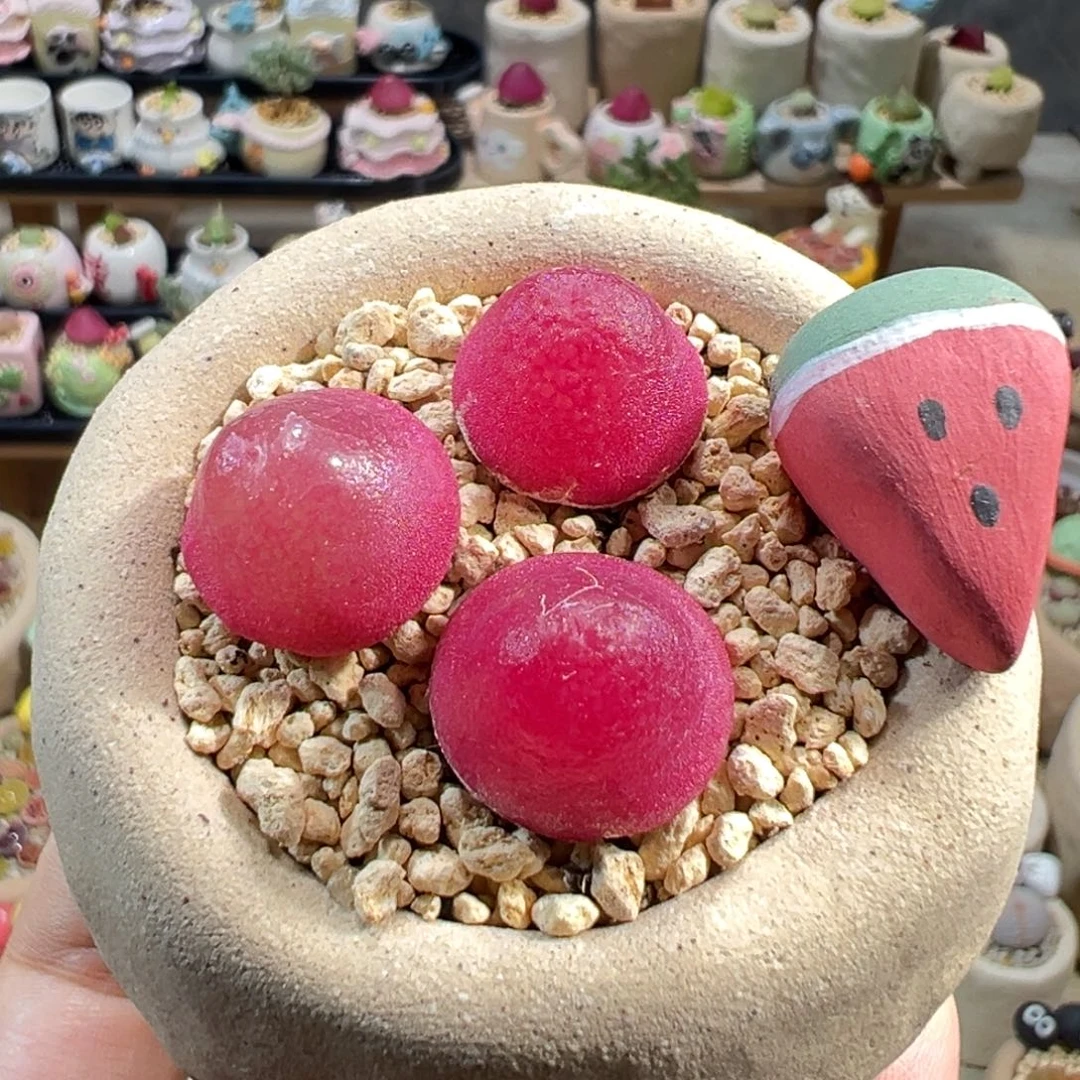 多肉植物32号灯泡