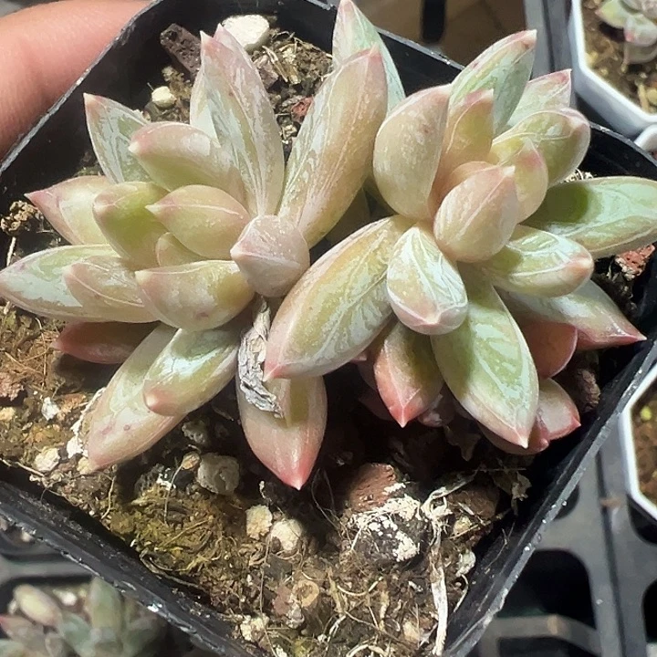 炫彩星精品多肉植物大战