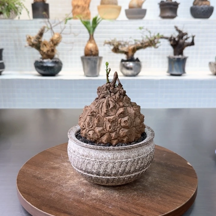 极品龙甲龟一物一拍