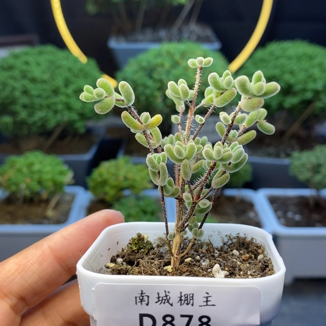 878实生小星星枝干