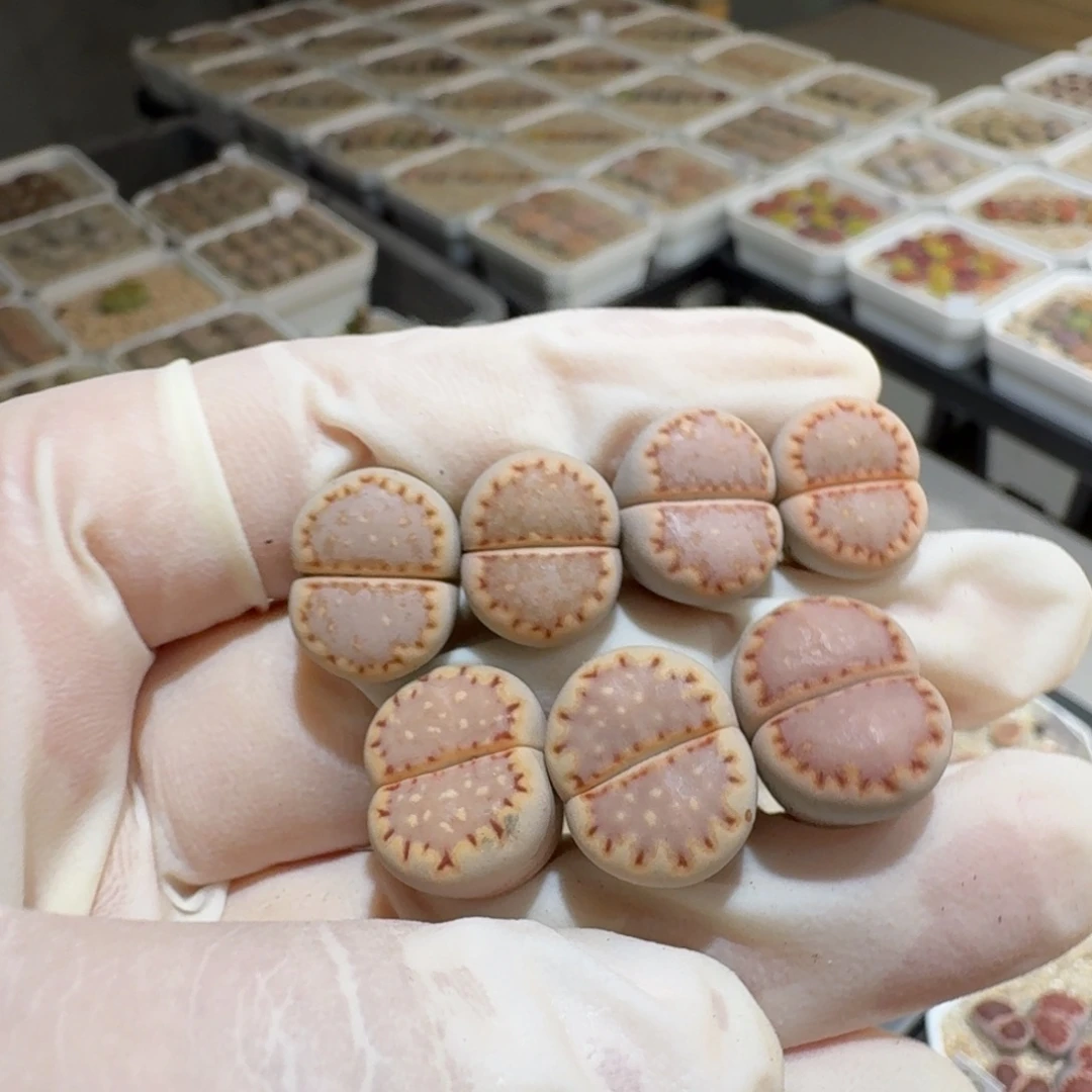 胖***猫0819-17饼干饼干饼干