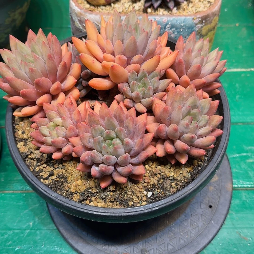 多肉植物一物一拍