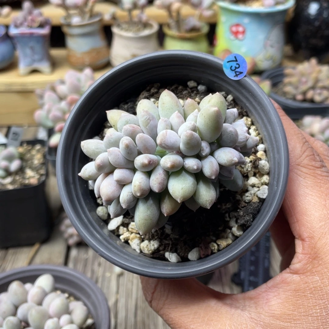 日系红美人缀化多肉植物