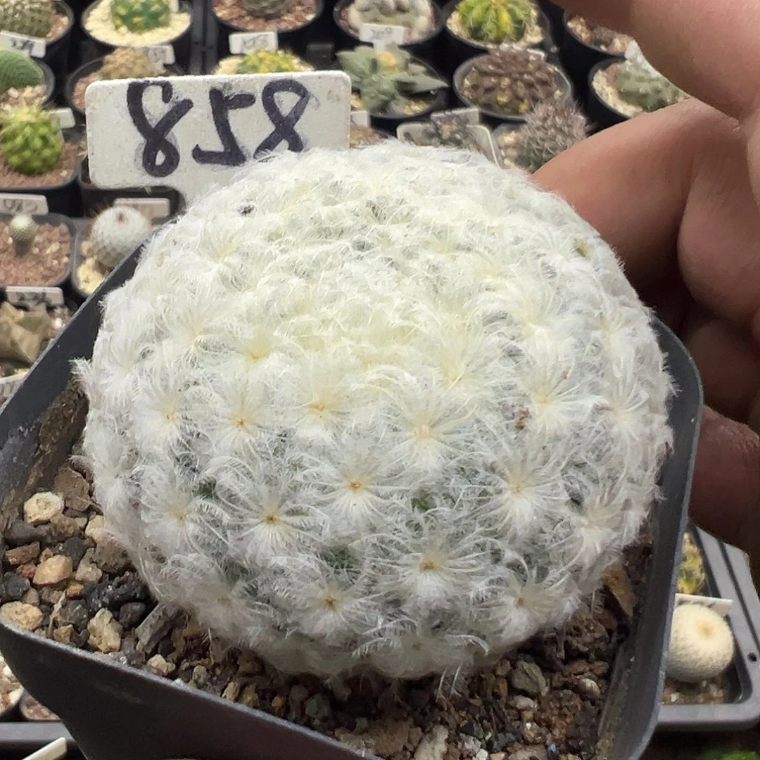 858佛头白星实生55