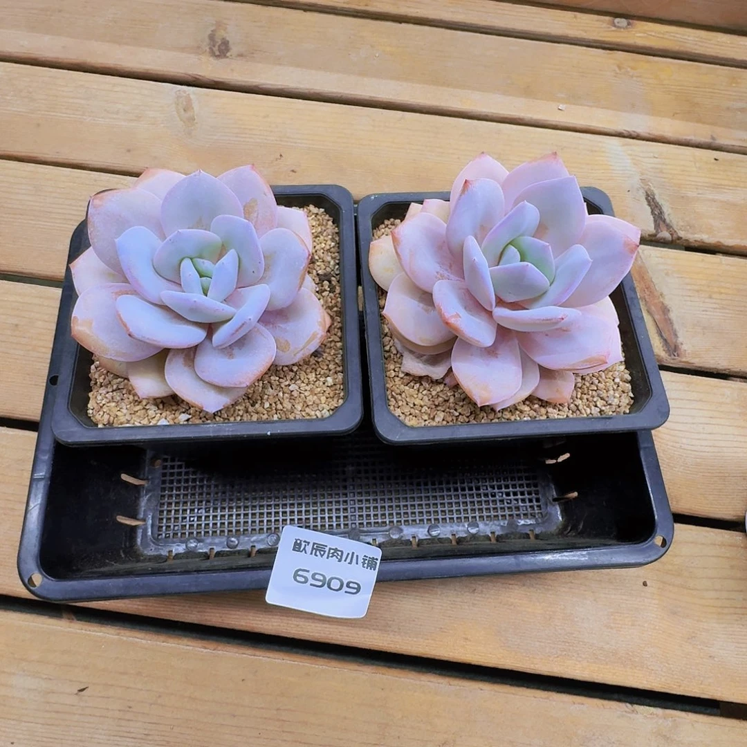 多肉植物奶茶单头两颗6909