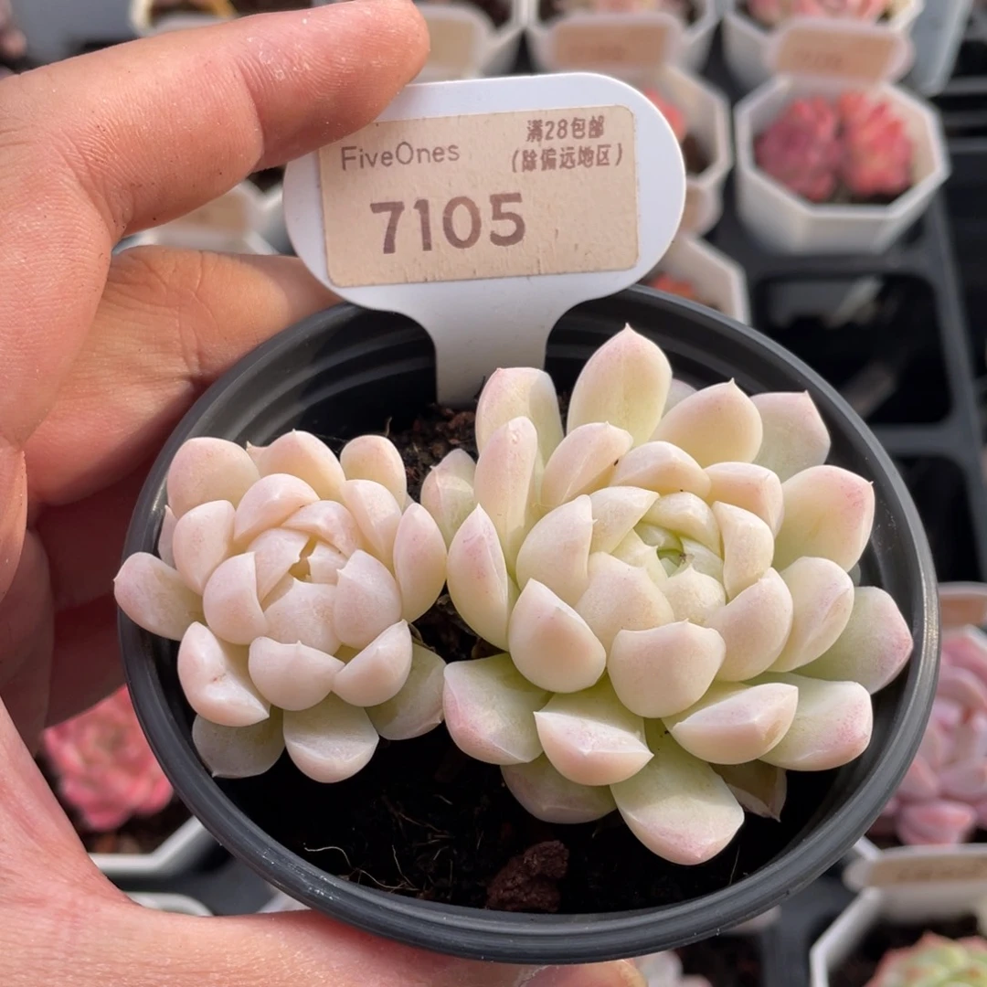 白月影7105-8.5厘米