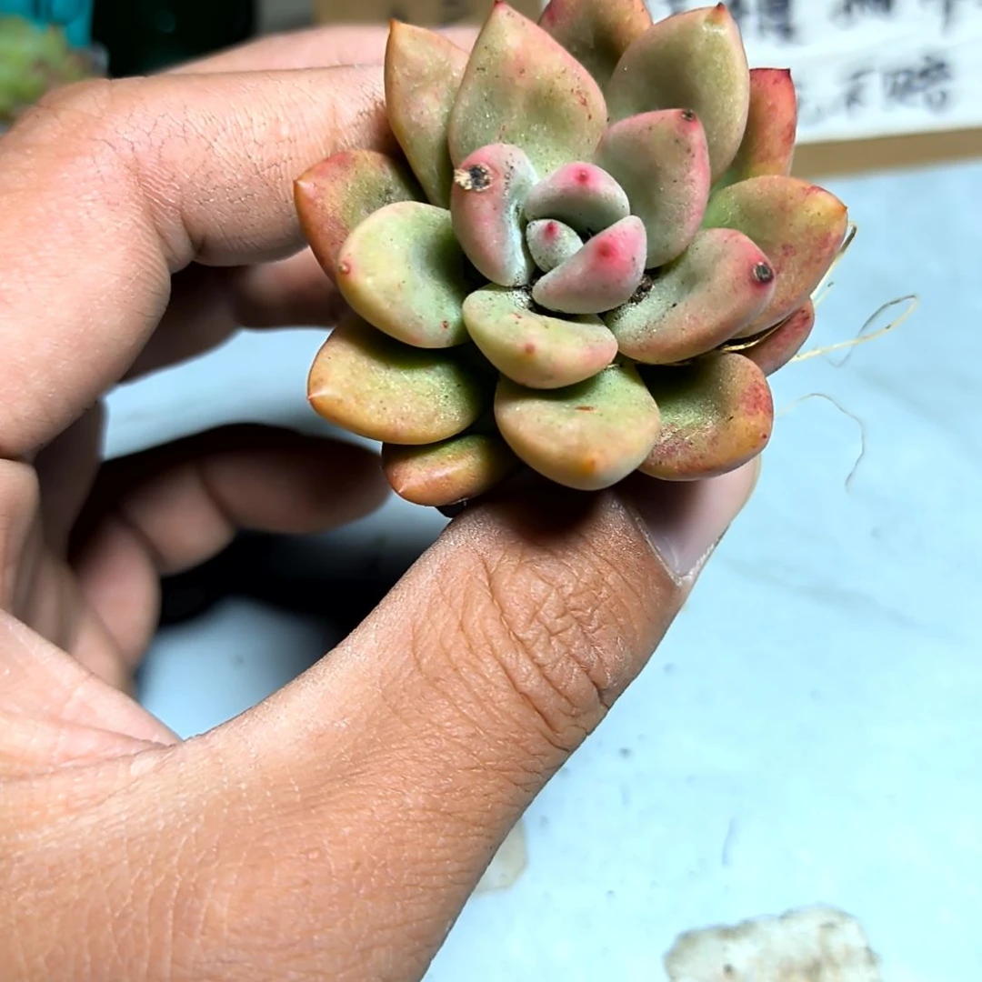 满6元包邮，奶油鳄梨俩颗