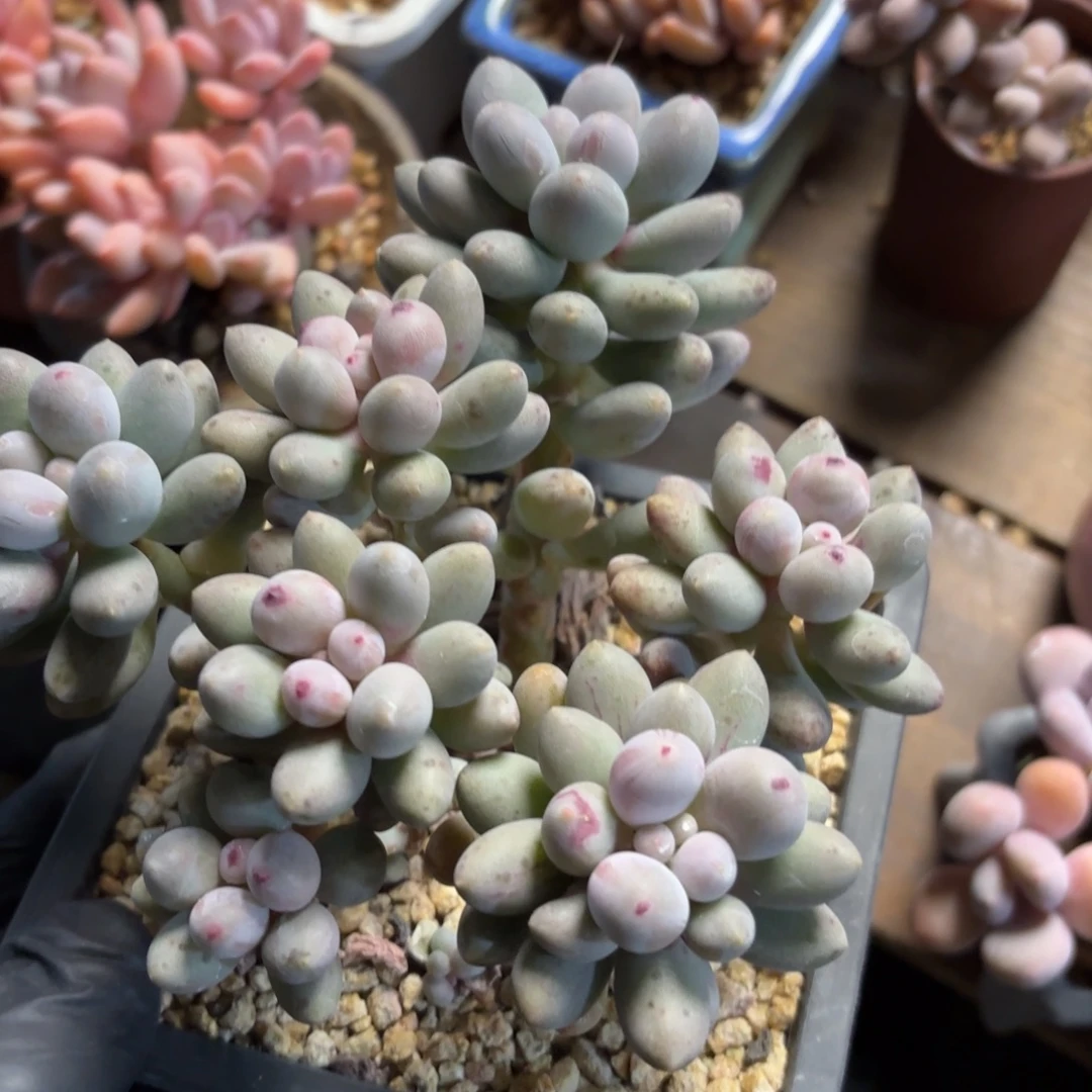 无花朵桃花奶无砍222