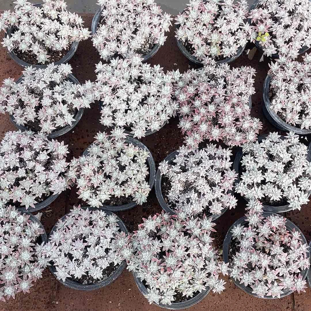 白菊160盆一物一拍砍头