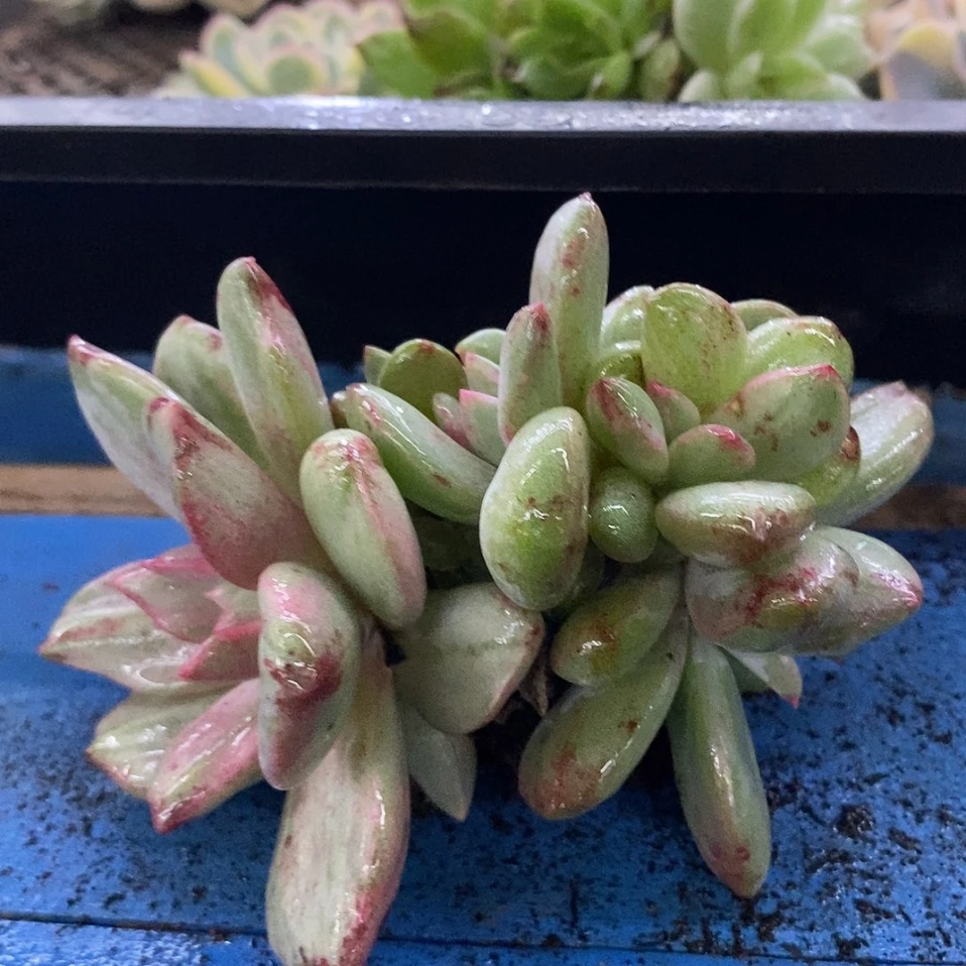 246白夜香槟血斑锦多肉植物哇啦塞