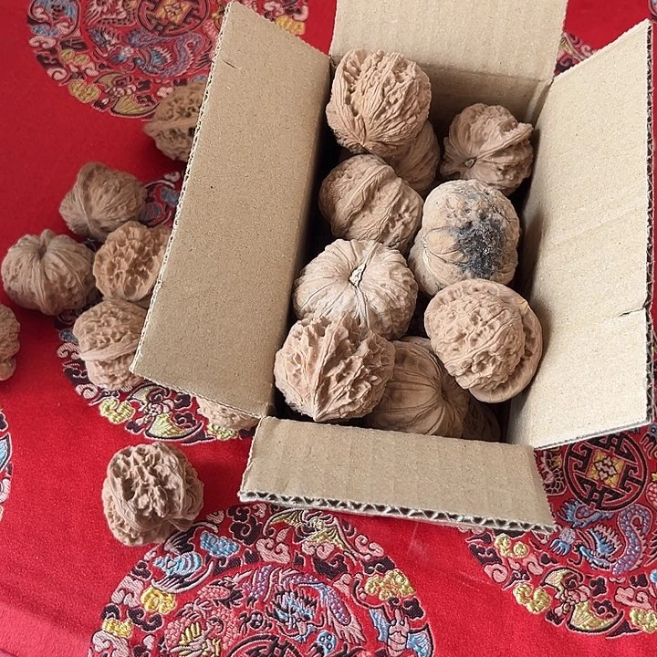 完全开放文玩核桃种子