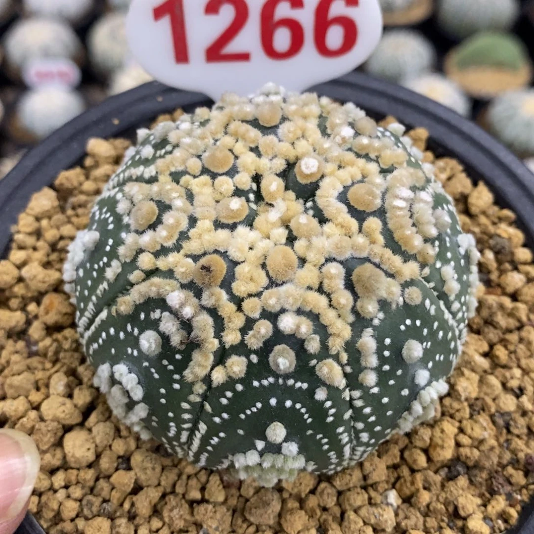 1266海星顶绒花园兜