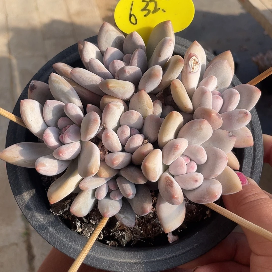 奶酪香水多肉植物632