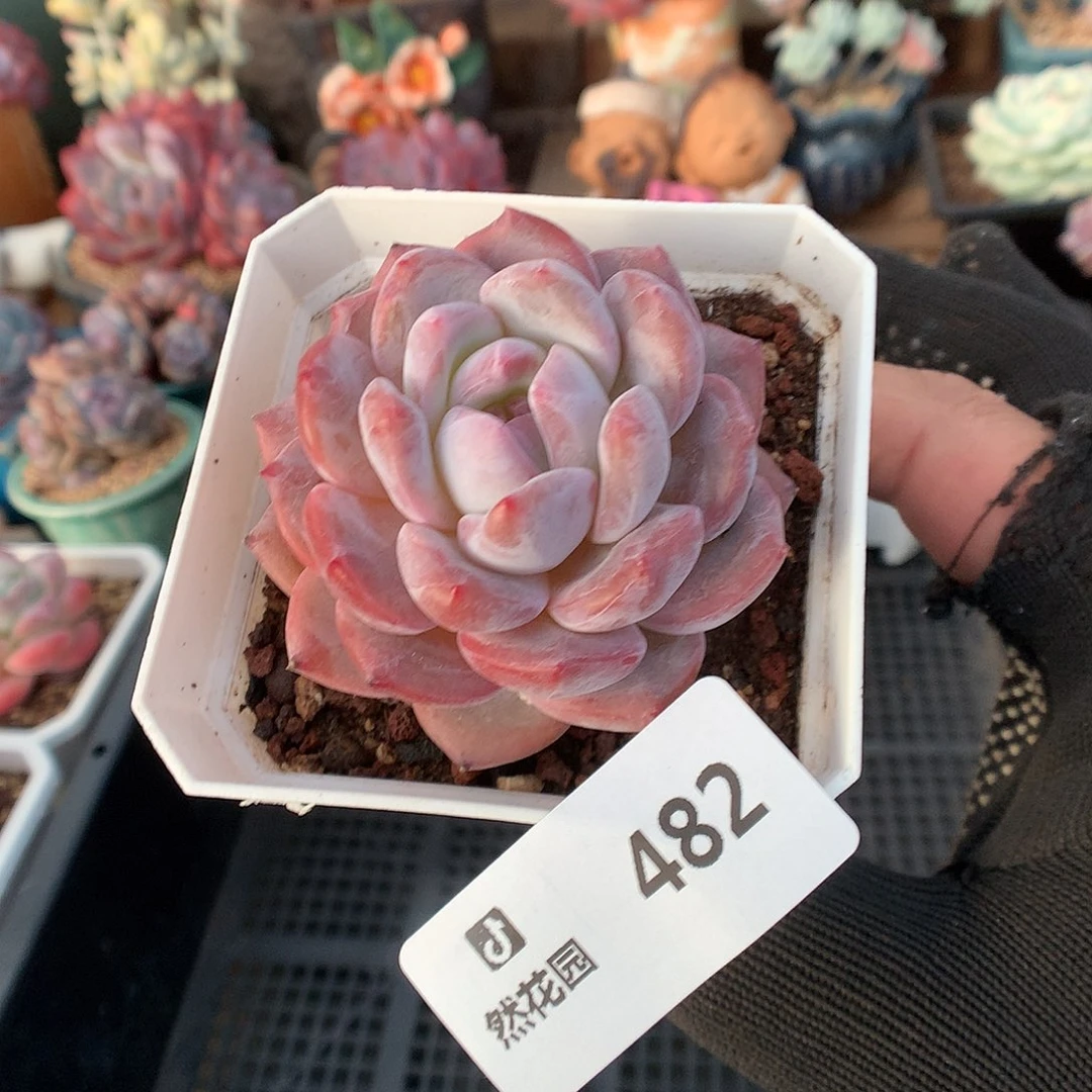 482星影多肉植物66666