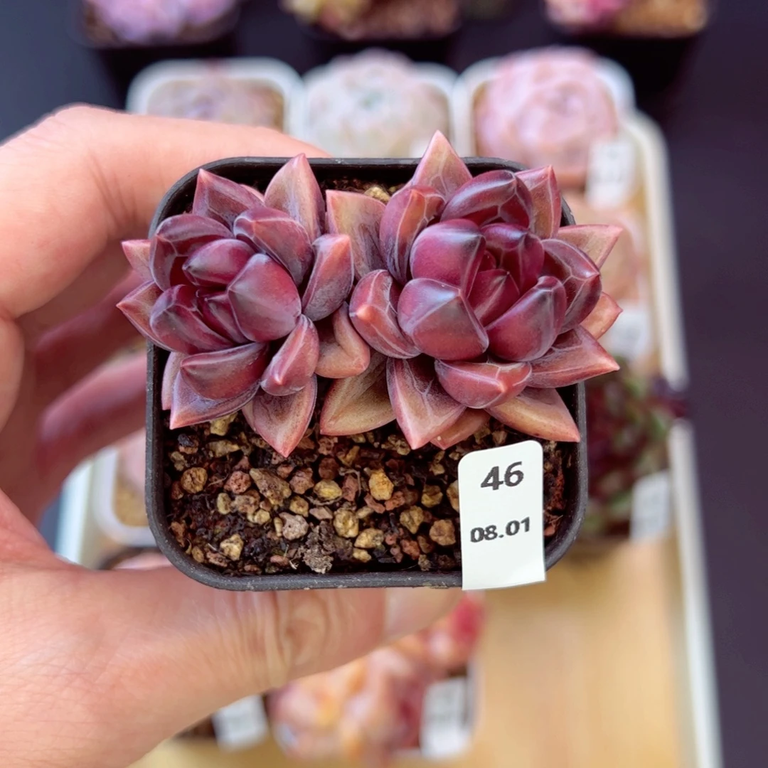 迷雾泡泡46、哈哈哈哈哈