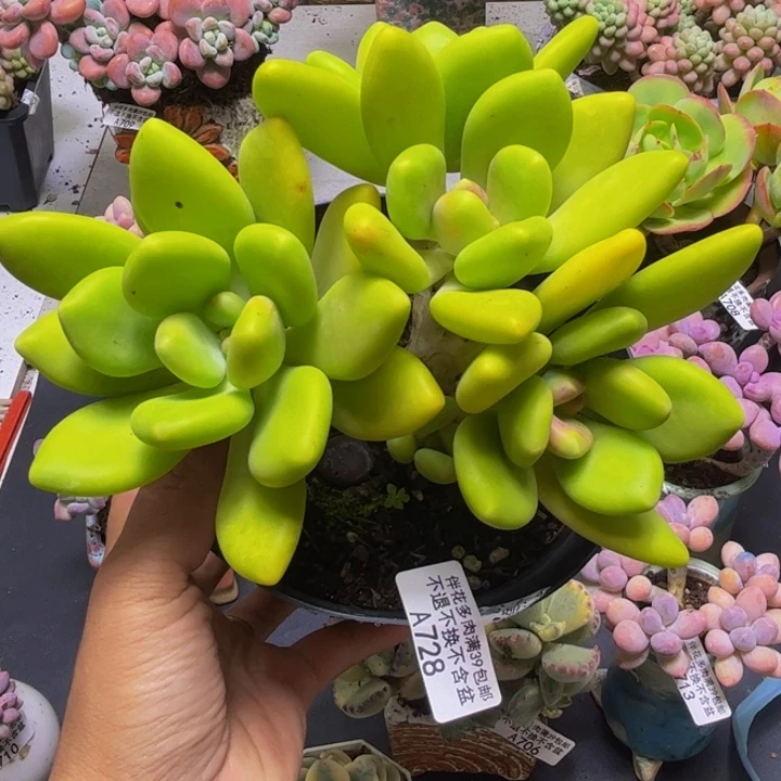 芒果奶酪728/12cm多肉
