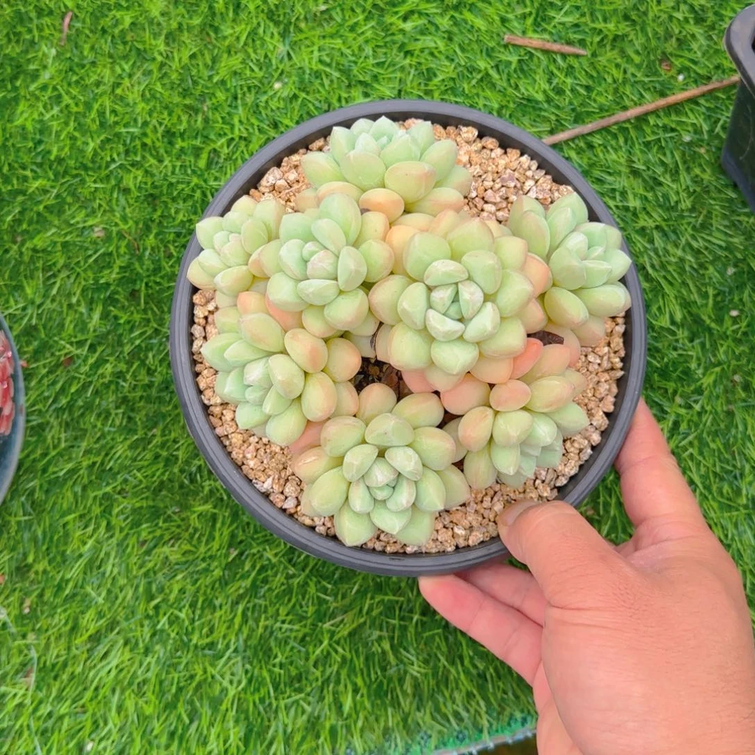 泡泡糖1111111111111