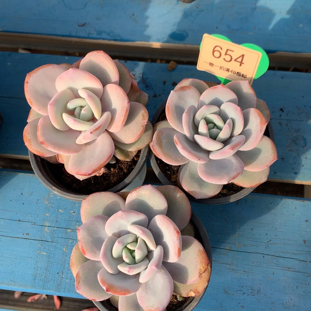 韩版奶茶单头3颗654