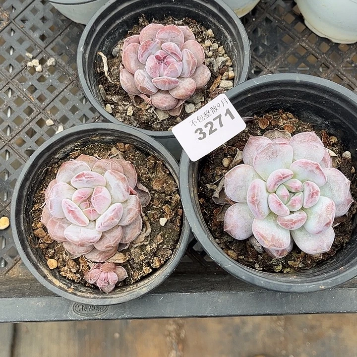 阿雅园艺。         3271