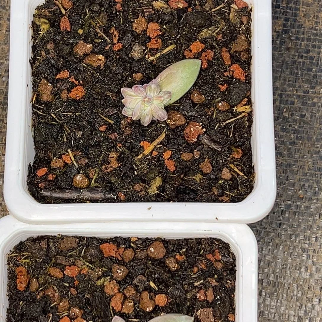 鲤***）鲤鱼 雪黛丽 寄养