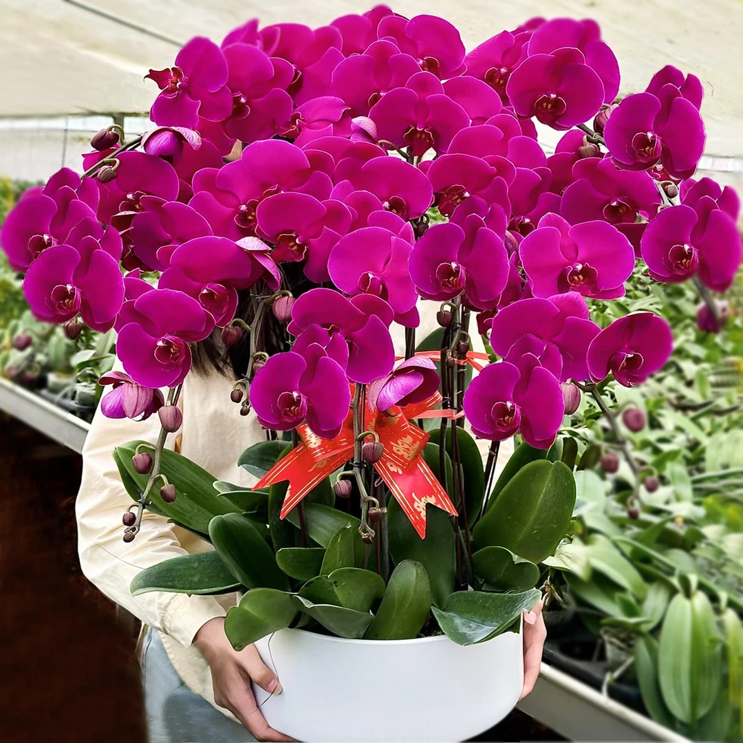 四季大苗带客厅花卉室内花剑兰花好花苗养活花苞盆栽植物蝴蝶兰带