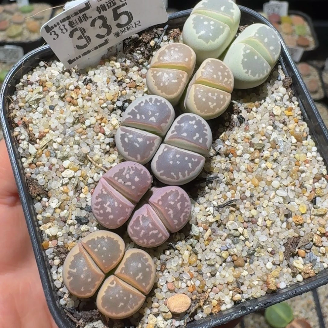 绝绝绝子生石花335