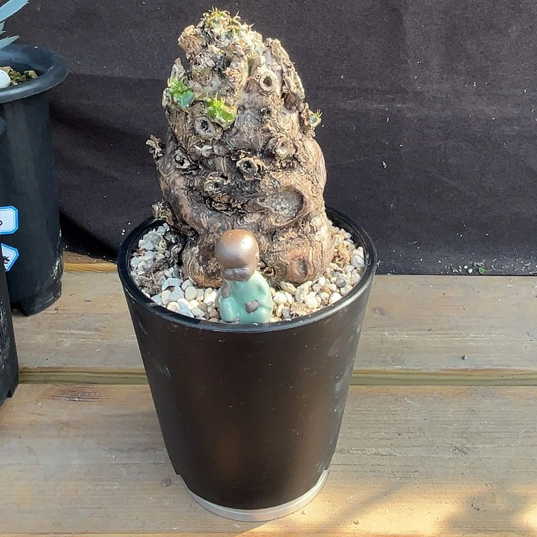 汤圆植物火山大戟