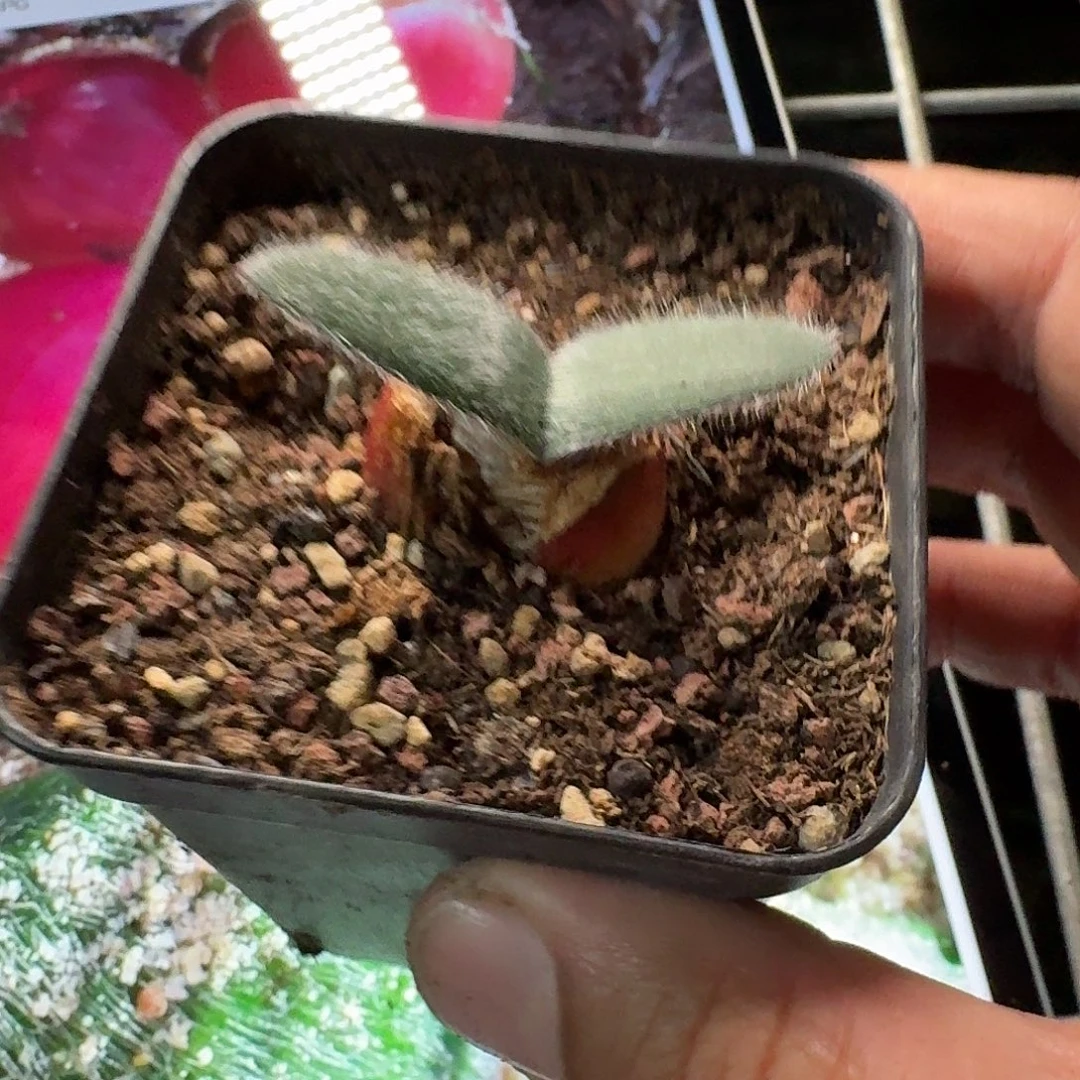 红花毛叶血莲带盆发