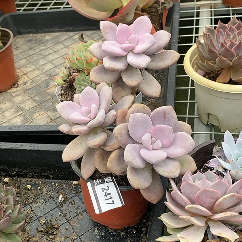 【闪购商品】桃霜2417