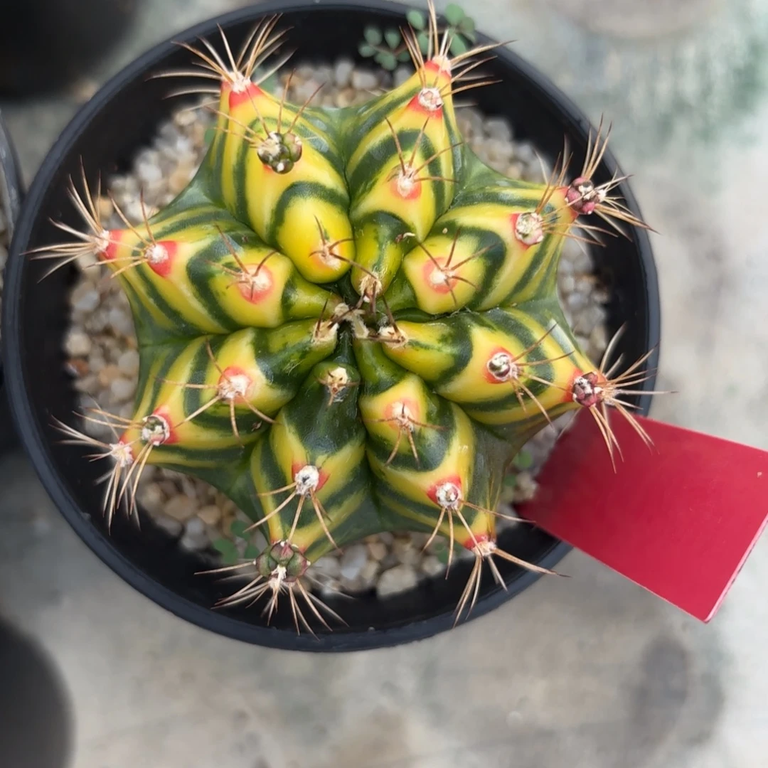 L500-1215泰国发货 花田