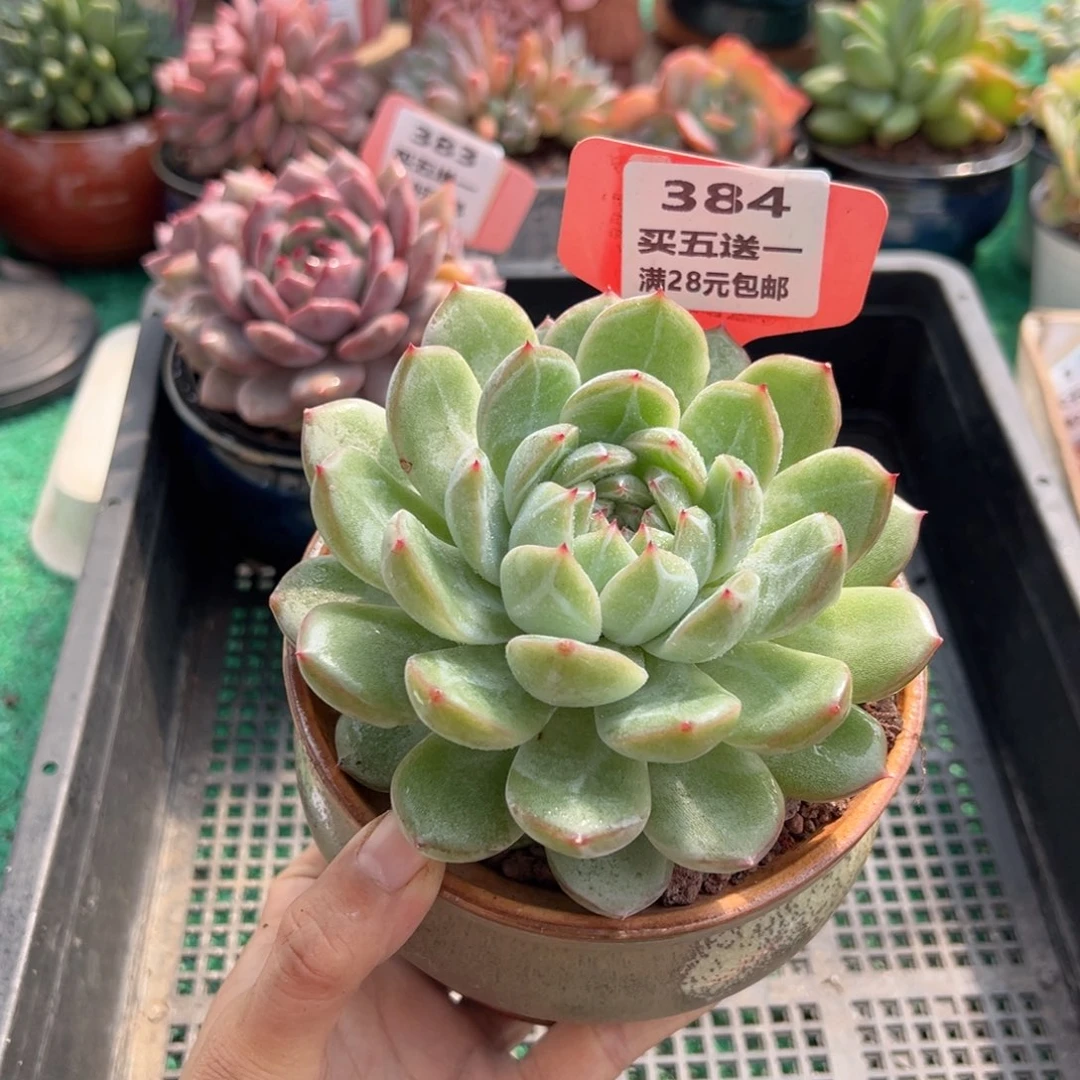 表妹精品多肉植物384.