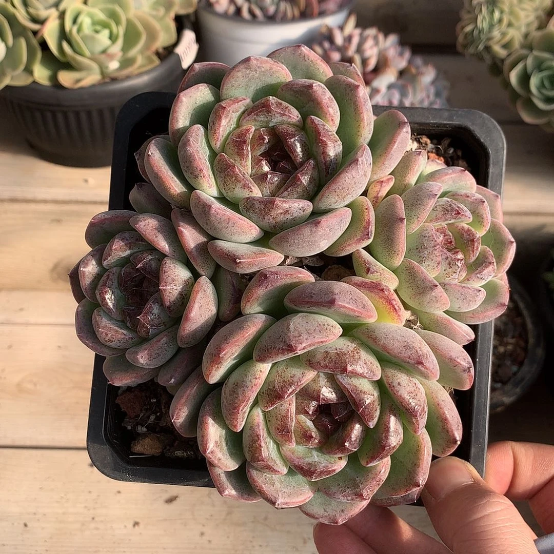 221重庆森林多肉一颗15厘米