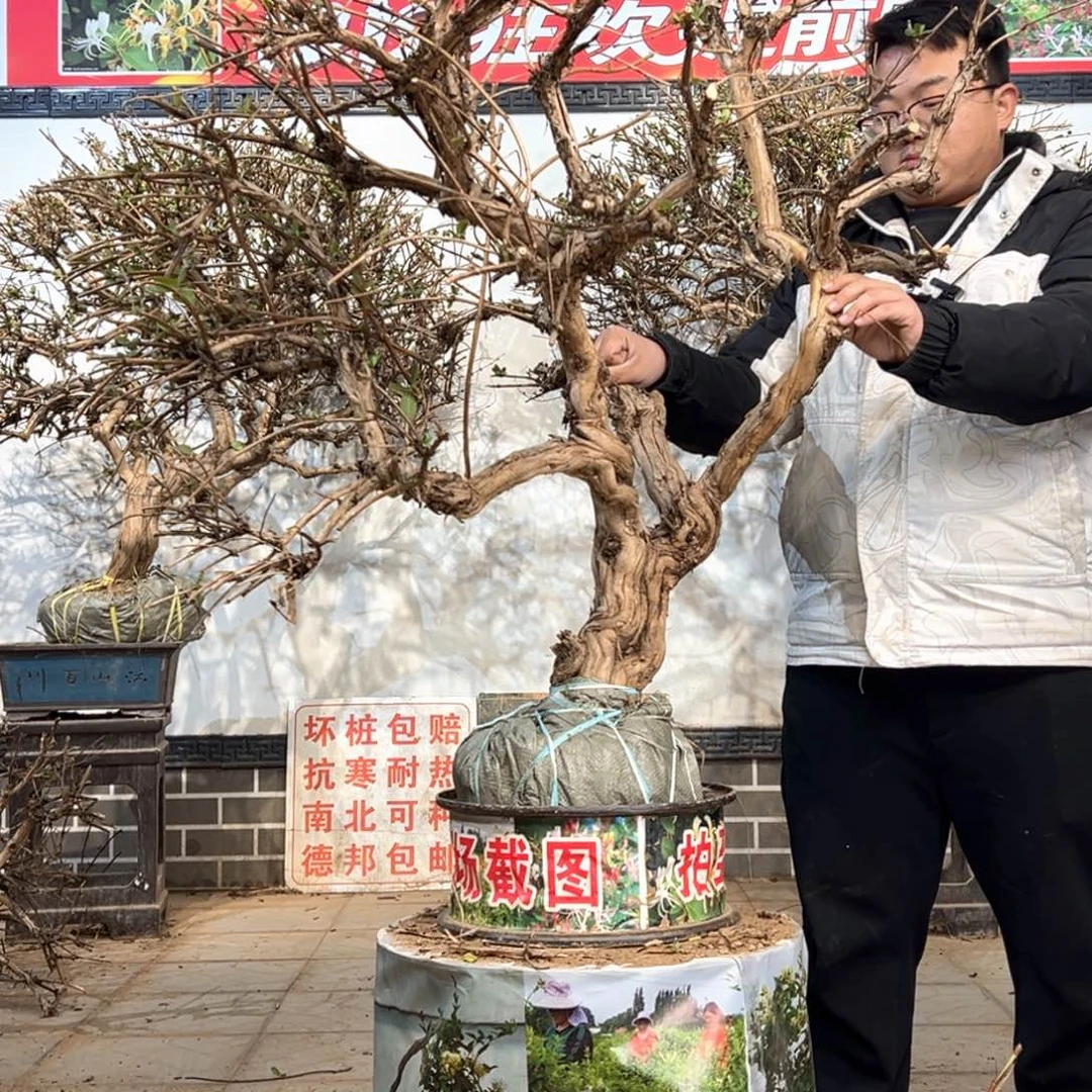 当前无花朵，栽培后可花朵金银花8888888885555
