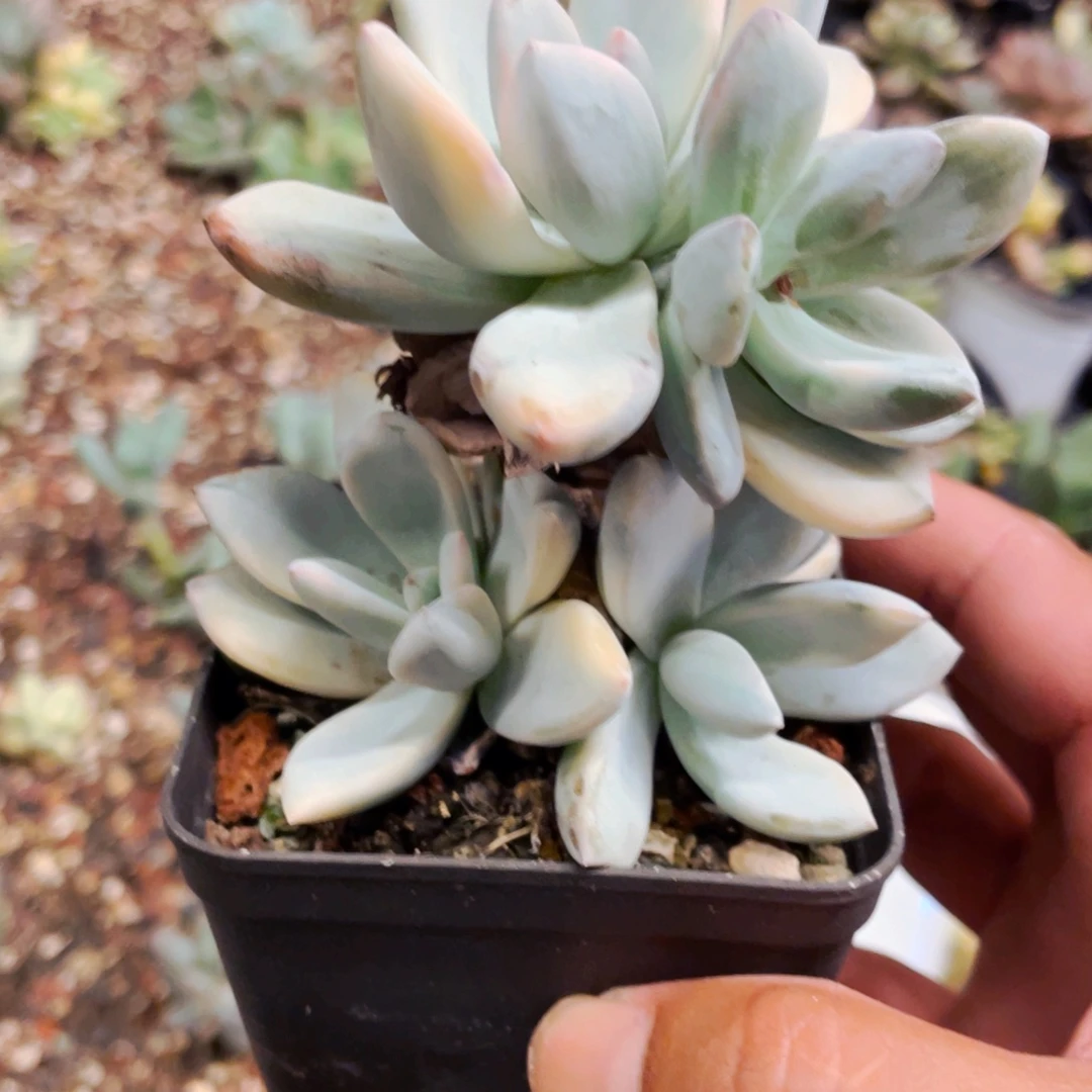 双之朝多肉植物锦