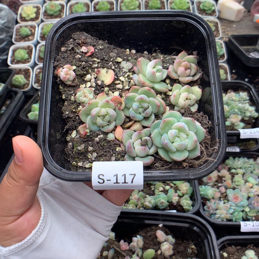 无花朵S117英语英语
