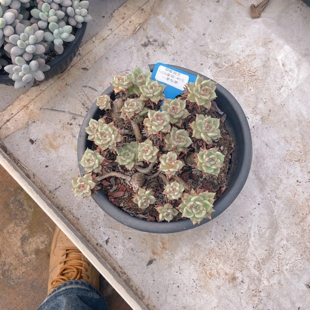 1026-46-黄金璀璨一刻