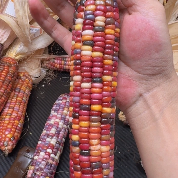 变***头柏香籽/百香籽吊坠