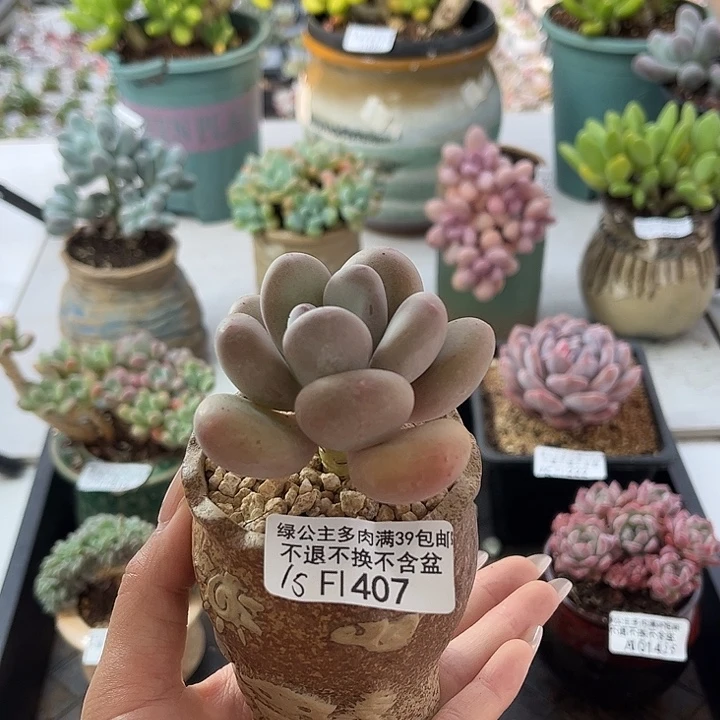 完全开放407-蛋黄奶 6cm