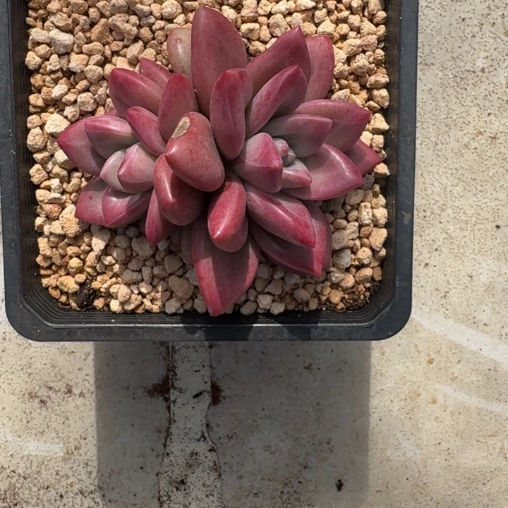 赫菲斯托 双头 一物一拍