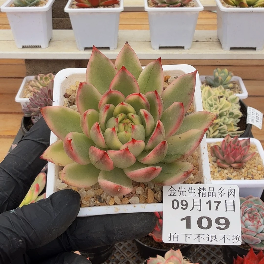 0917-109爱博尼法锦单头