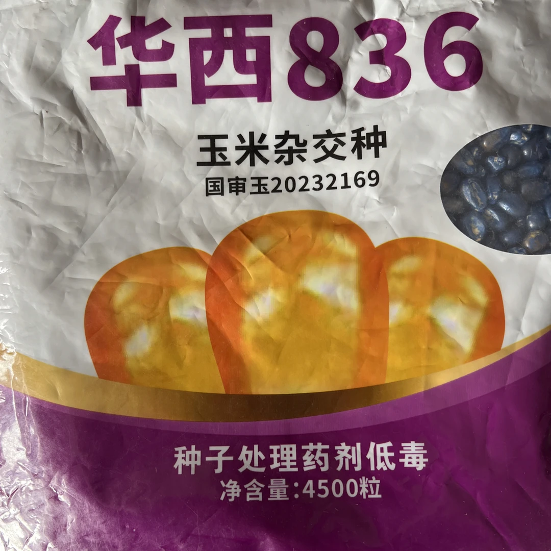 国审黄金大棒玉米种华西836