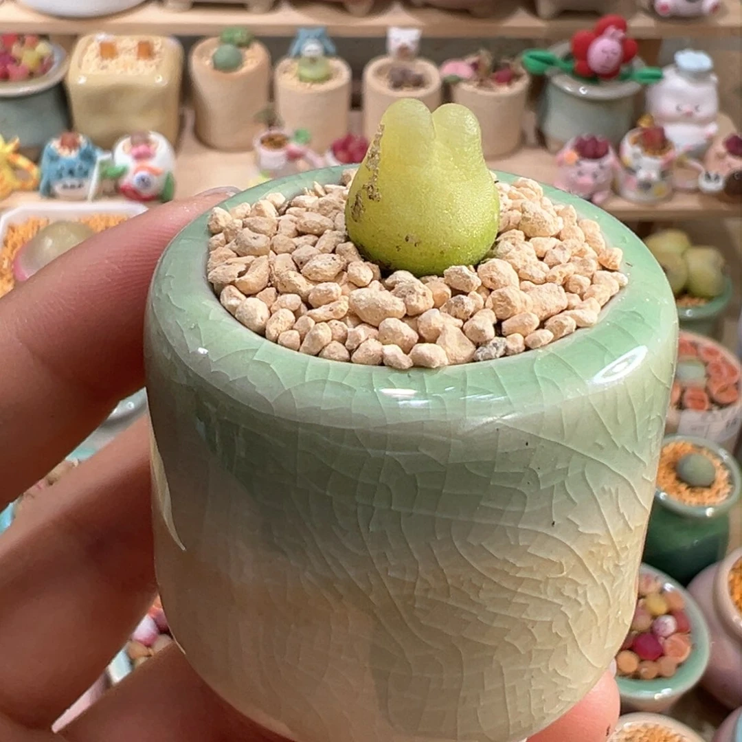 多肉植物18号兔兔拉登