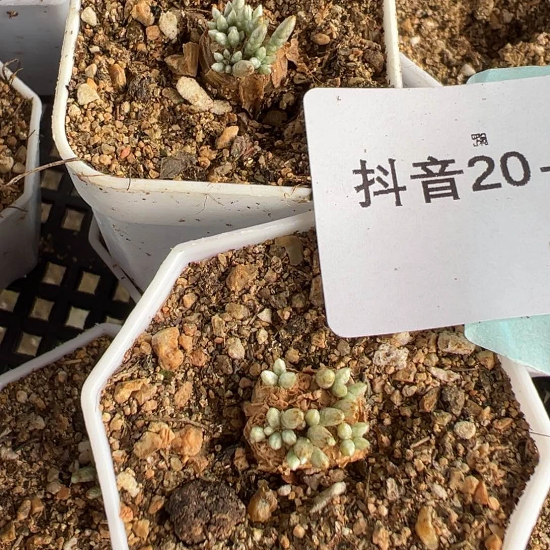 20-09量拍红花韧锦一颗