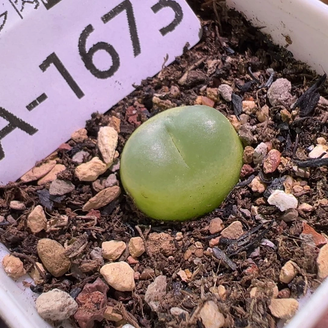 多肉植物111111111111