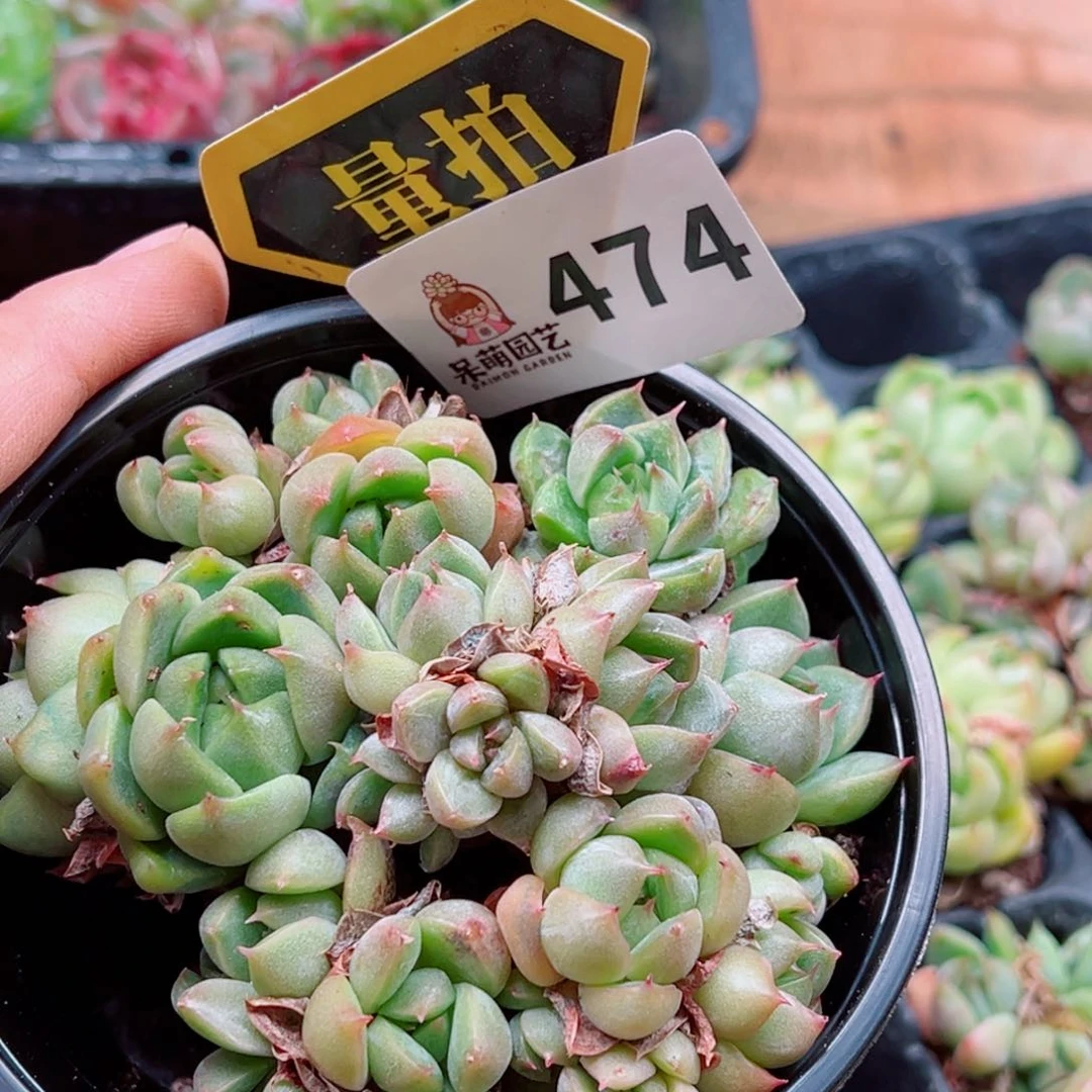 当前无花朵，栽培后可花朵