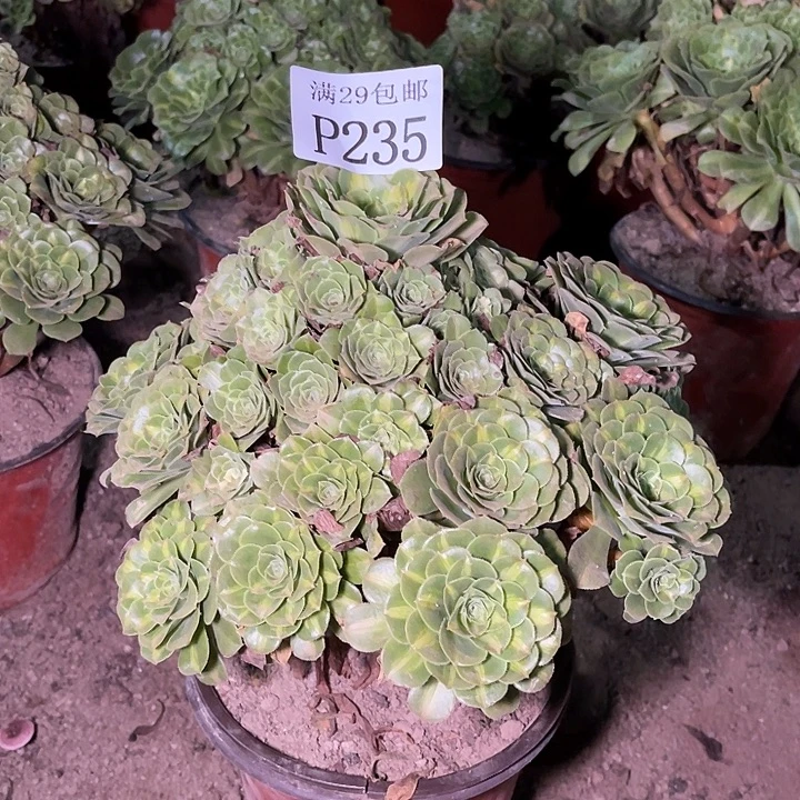 235五彩琉璃多肉植物