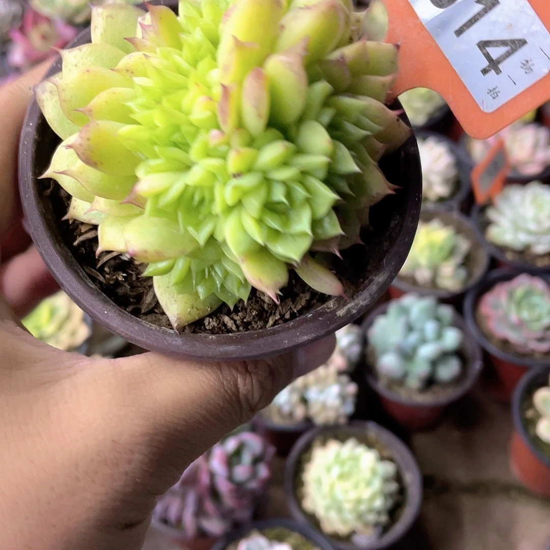 龙***森514号多肉植物盆栽