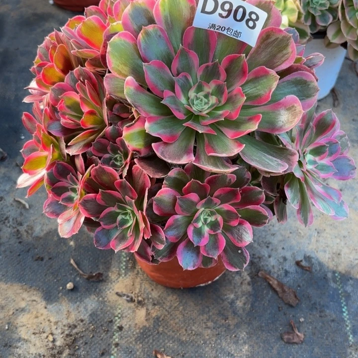 瑞妈多肉园艺908女郎，