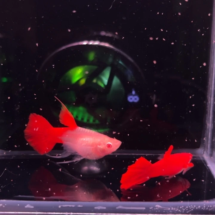 孔雀鱼血红鲨鱼鳍大C1对