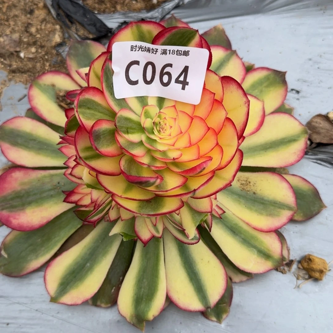 ࿐***ღ064荔枝多肉植物